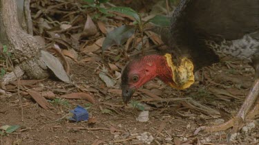 brush turkey comes toward bower below pecking and scratching around bower