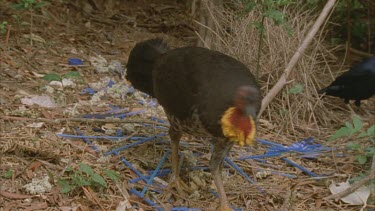 turkey scratching at bowerbirds bower and the male satin comes in to try to ward him off, scrub turkey leaves