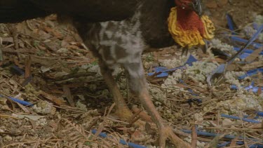 turkey scratching at bowerbirds bower