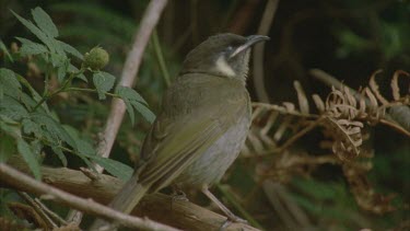 singing and chirping on a branch then flies off