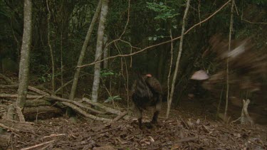 turkey scratching leaves off its mound and straight into camera lens