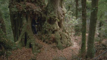 Antarctic beech trees with children clambering over them