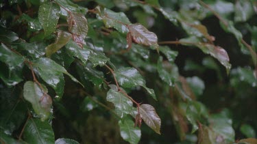 Antarctic beech tree leaves