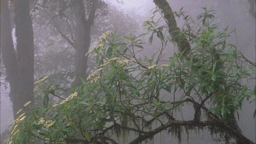 Antarctic beech tress tilt down from tree ferns in mist