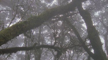 Antarctic beech tress tilt down from tree in mist