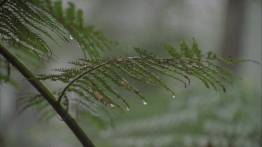 fern fronds in the mist