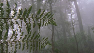 fern fronds in the mist