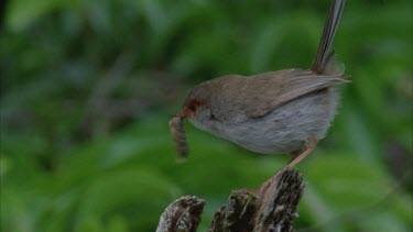female wren on top of old trunk with grub in her mouth then flies off