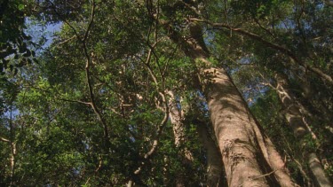 tilt up rainforest trunk showing canopy above