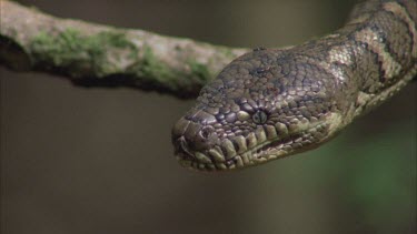 python head slithers along branch and looks