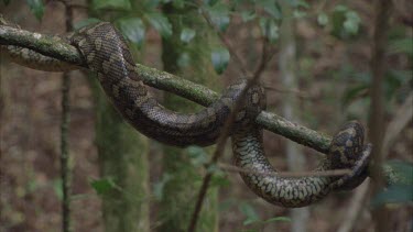 python body coils drooped over branch pan along to head python turns back on itself