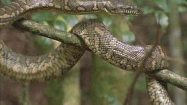 python body coils drooped over branch pan along to head python turns back on itself