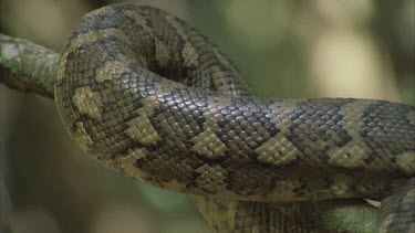 python scales on body and head , python climbs upward and then along its own body tongue flicking, head along branch