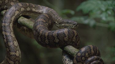 python climbs upward and along flimsy branch and back down on itself