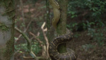 python climbs upward vertically then coils its way towards larger tree trunk