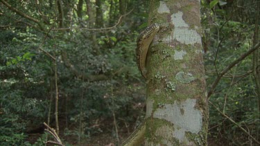 python climbs upward vertically up tree