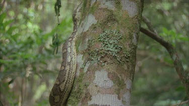 python coiled around tree trunk