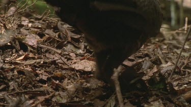 Brush turkey defending nest, scratching leaf litter onto python