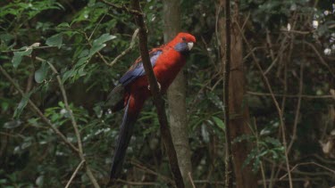 Crimson rosella on branch