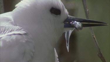 White tern on branch with fish in beak tilt down to chick