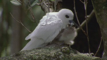 White tern with fish in beak trying to feed chick