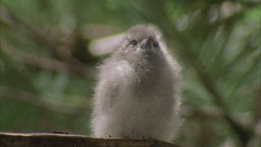 White tern chick on branch