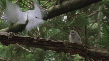 White tern chick on branch Adult lands and feeds chick a fish