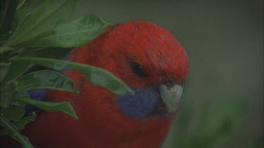 Crimson rosella on branch