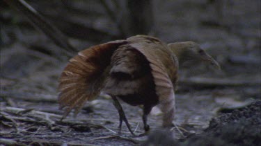 woodhen walking feeding