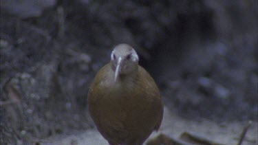 woodhen walking feeding