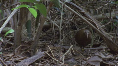 woodhen walking in under storey of palm forest