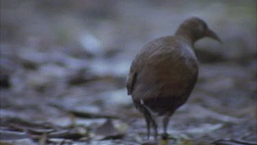 woodhen running away leisurely