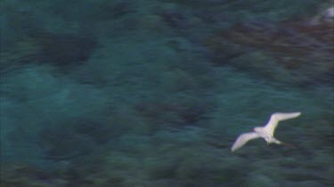 Red tailed tropic birds in flight from above