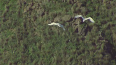 Red tailed tropic birds in flight from above