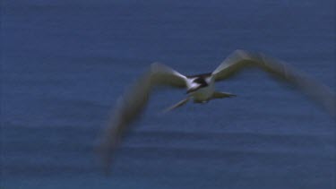 sooty tern in flight, lands