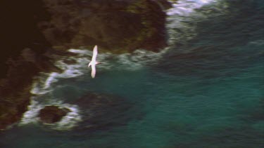 red tailed tropic birds in flight, some courting behavior, shot from Kim's lookout rocks, waves and ocean below, Admiralty Islands in BG
