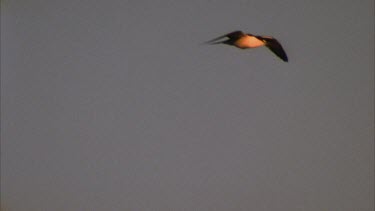 sooty tern scratching itself in flight