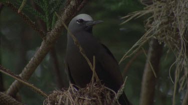 Common noddies