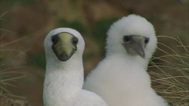 Masked booby mother and chick