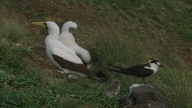 Masked booby, sooty tern, mothers and chicks
