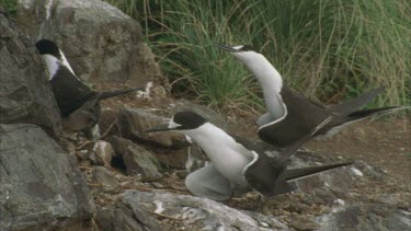 sooty terns on ground courting or territorial behavior
