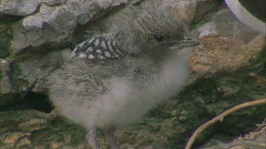 sooty terns with chick chirping mouth open