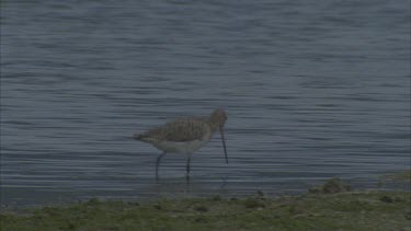 individual feeding in shallow water