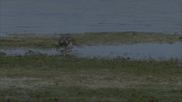 individual feeding at water's edge