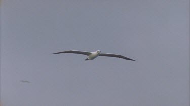 masked booby in flight