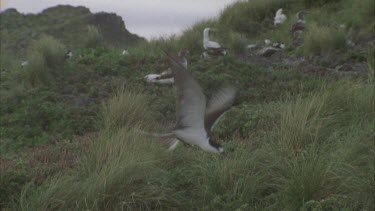 sooty tern landing in nesting colony