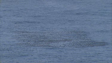 flesh footed shearwater floating in large numbers rafting at sea