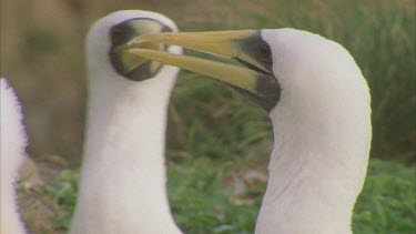 2 masked booby adults pan to chick