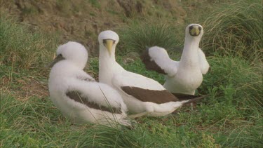two masked booby adults and chick