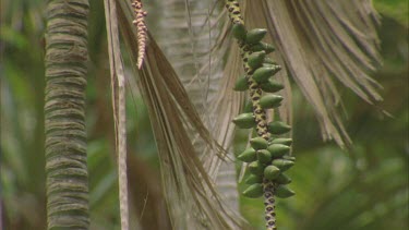 Kentia palm seeds